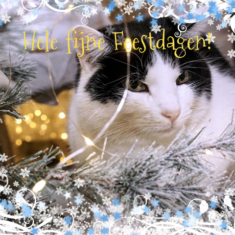 Kerstkaart foto en sterren foto kat poes