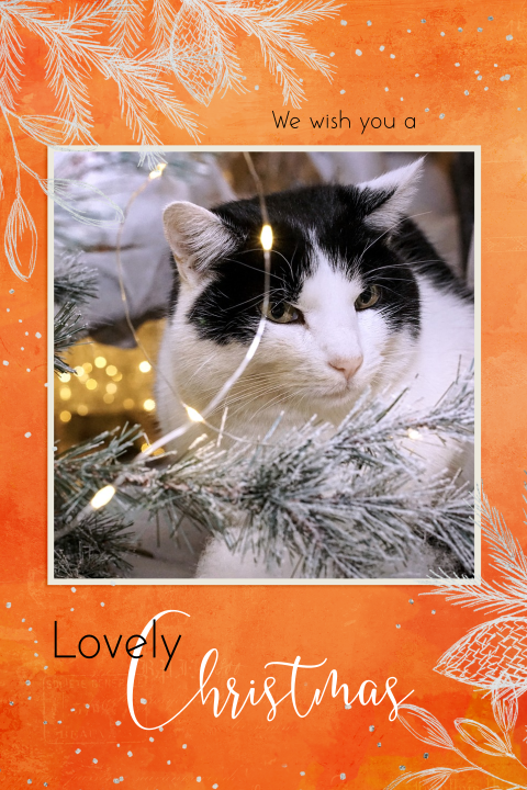 Kerstkaart Oranje zilverkleurige met eigen foto kat poes