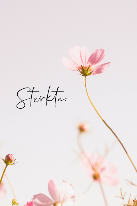 Sterkte kaart met roze bloemen