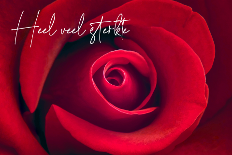 Heel veel sterkte kaart rode roos
