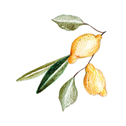 Sluitzegels 25 stuks Olive Lemon