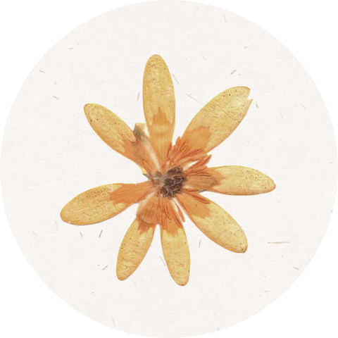 Sluitzegel met gedroogd bloemetje | 25 stuks