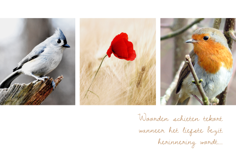 Fotokaart condoleance quote