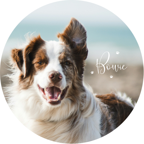 Muurcirkel met foto van huisdier