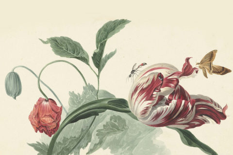 Mooie wenskaart met bloemen en vlinder
