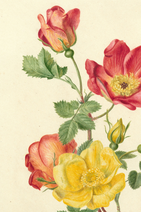 Wenskaart met tekening van bloemen