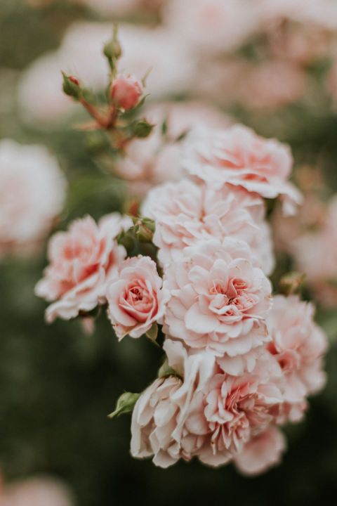 Menukaart foto roze chique