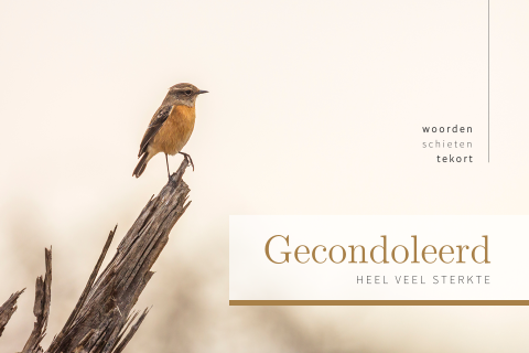 Condoleancekaart vogel roodborstje op tak