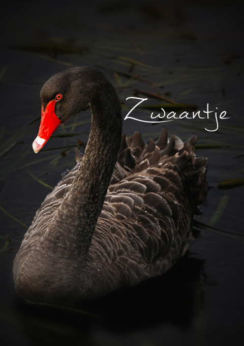 Rouwbrief met zwarte zwaan met rode snavel op het water