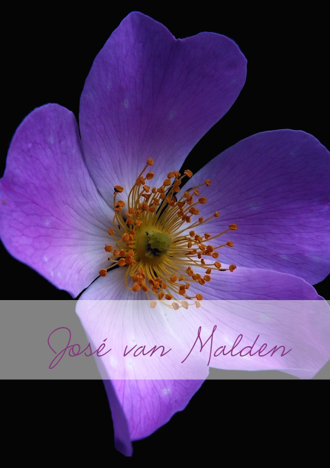Rouwbrief met paarse bloem
