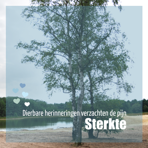 Condoleancekaart met kleine hartjes op foto van strandje met boom