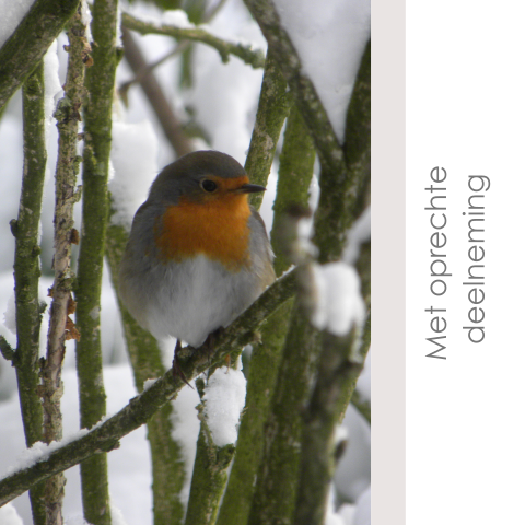 Met oprechte deelneming kaart roodborstje