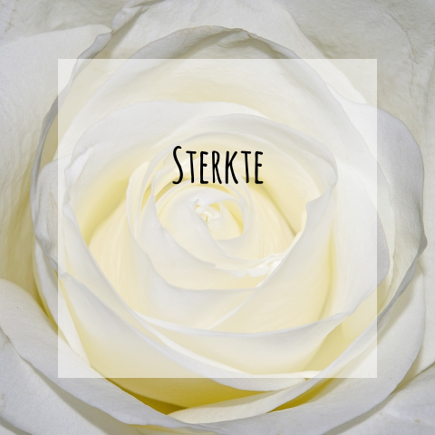 Sterkte na overlijden kaart met witte roos