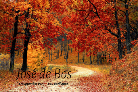 Rouwkaart met foto van een bomen en bos in de herfst kleuren