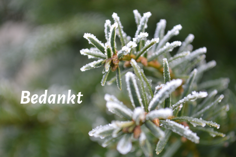 Moderne bedankkaart in groen met sparrentak tijdens vorst