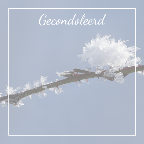 Mooi foto gecondoleerd kaart witte rouwrand met winters takje