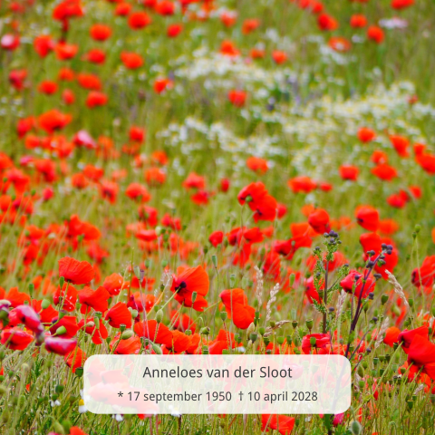 Rouwkaar voor een vrouw met een veld vol rode klaprozen