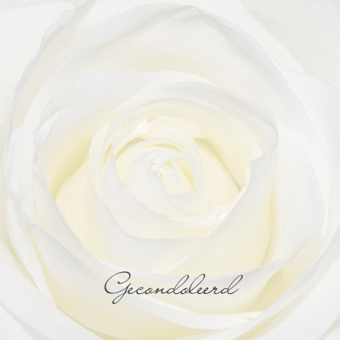 Condoleancekaart met witte roos en grijze tekst