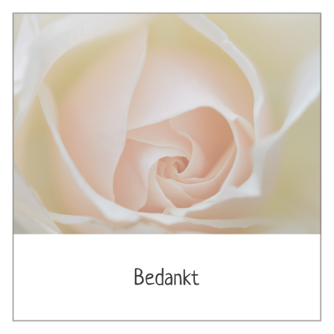 Stijlvolle dankbetuiging met roze witte roos en grijze rouwrand
