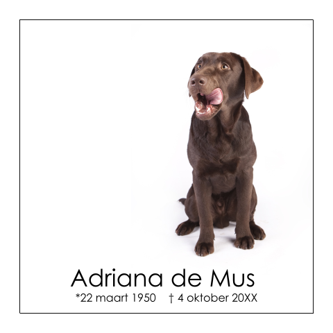 Rouwkaart met een foto van een labrador hond