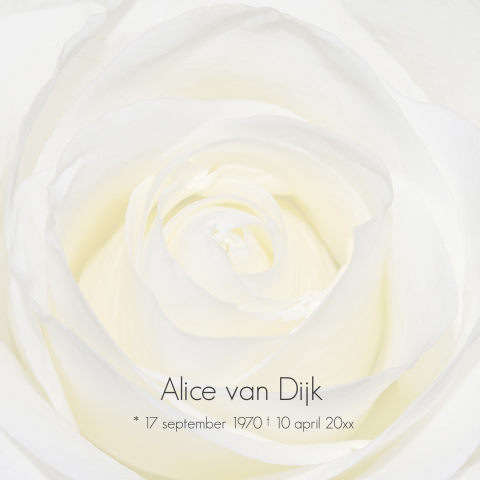 Rouwkaart voor een vrouw met witte roos en grijze tekst