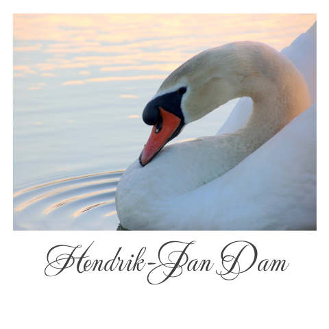 Moderne bedankkaart met witte zwaan in het water