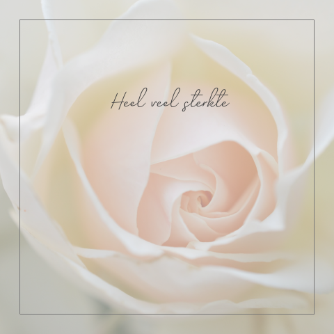 Condoleancekaart sterkte met witte roze roos en rouwrand