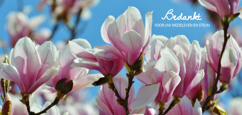 Bedankkaart na overlijden met roze magnolia