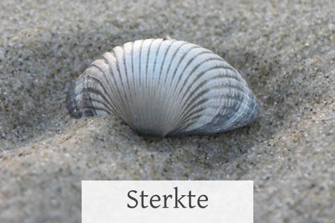 Kaart sterkte na overlijden met foto van grote schelp