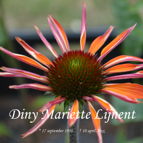 Overlijdenskaart rouwkaart met oranje clematis bloem