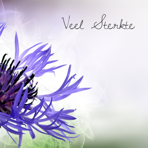 Sterkte condoleance kaart met paarse bloem