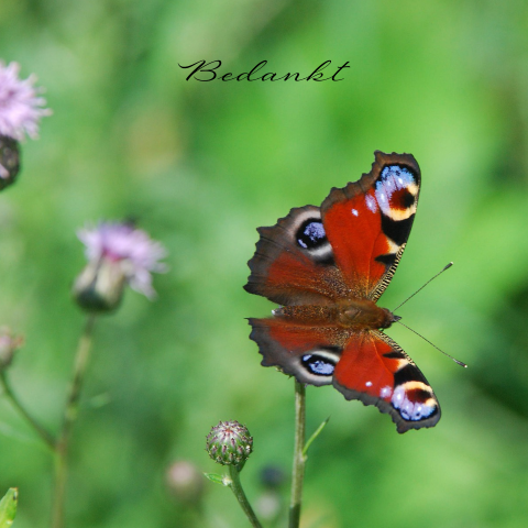 Dankbetuiging met prachtig gefotografeerde vlinder 