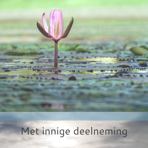 Kaart met innige deelneming met paarse waterlelie