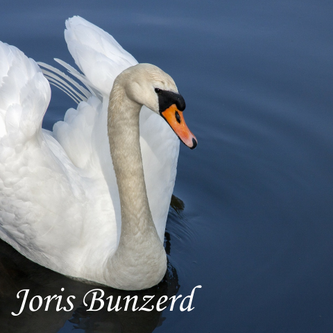 Modern bedankkaart met witte zwaan