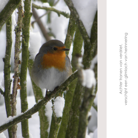 Bedankkaart na overlijden met roodborstje op winterse tak