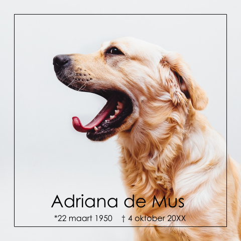 Rouwkaart met een foto van een golden retreiver hond