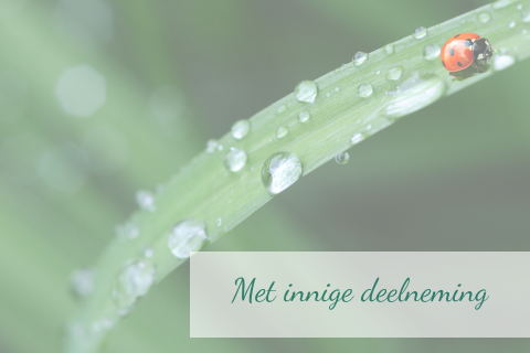 Met innige deelneming kaart met groen blad met lieveheersbeestje