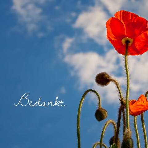 Fotografie bedankkaart overlijden met blauwe lucht en rode klaproos
