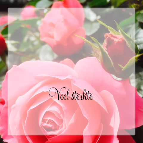Sterkte kaart na overlijden met roze roos