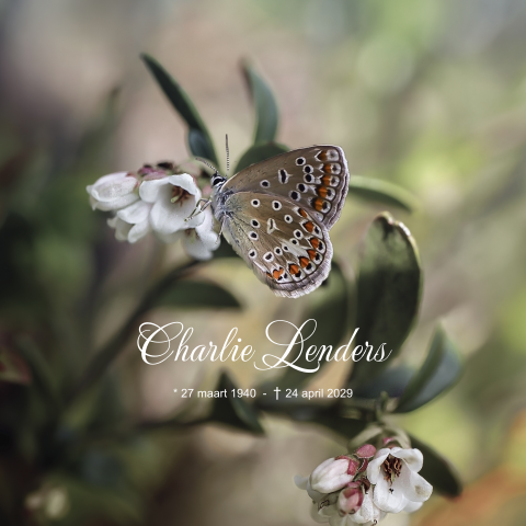 Rouwkaart met prachtige vlinder en witte bloemen