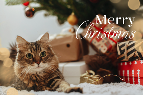 Foto kerstkaart met kerstboom, cadeautjes en een kat