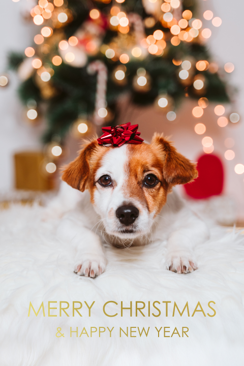 Kerstkaart met luxe goudfolie en foto van een hond