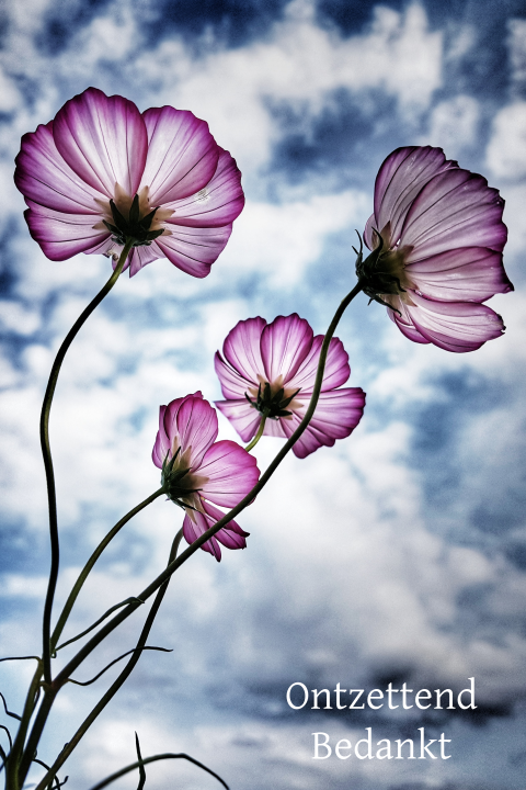 Rouwbedankkkaart met bloemen, blauwe lucht en foto