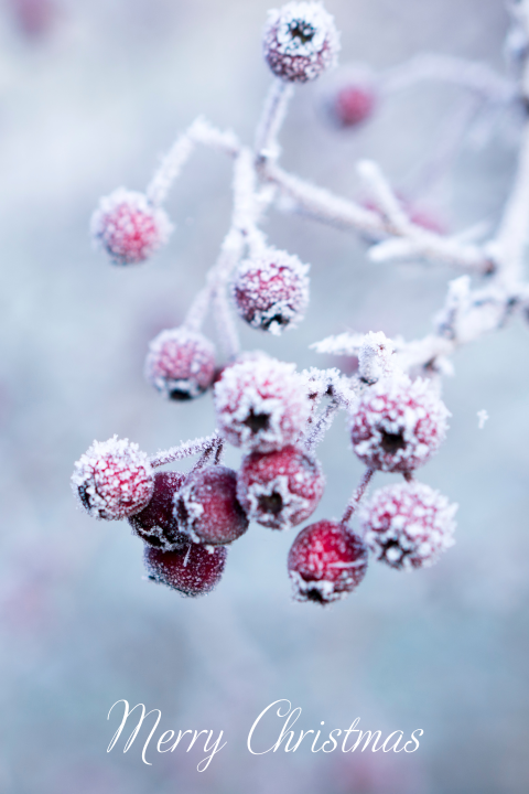 Winterse kerstkaart met bevroren hulst