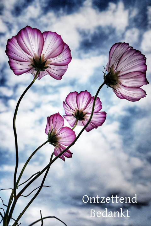 Rouw bedankkaart met foto van bloemen en lucht