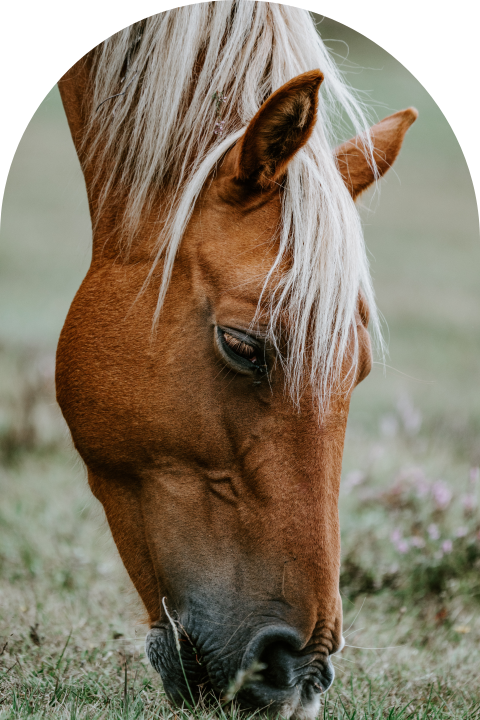 Communiekaart in  boogvorm met paard