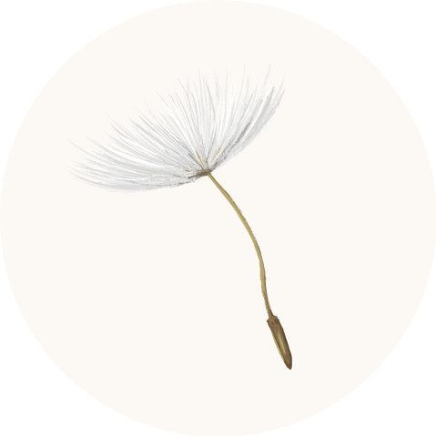 Aufkleber Trauer mit zartfarbigem Pusteblume