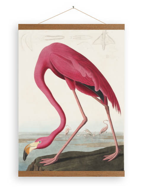 Leinwandposter Rosa Flamingo von John James Audubon