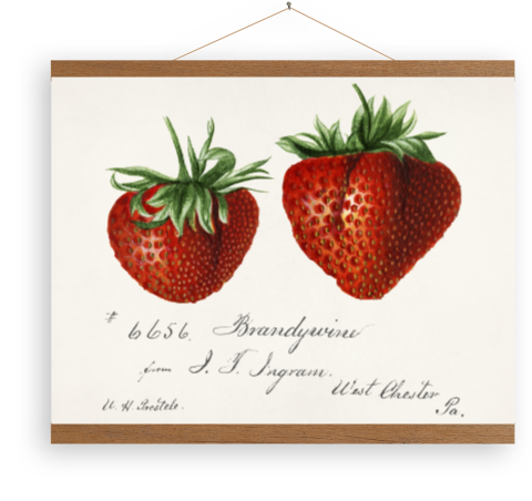 Leinwandposter Erdbeeren (Fragaria) von Deborah Griscom Passmore