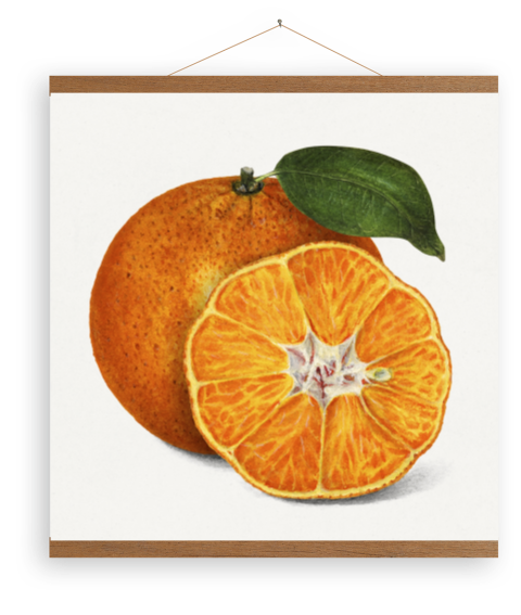 Leinwandposter Orangen-Mandarinen-Illustration